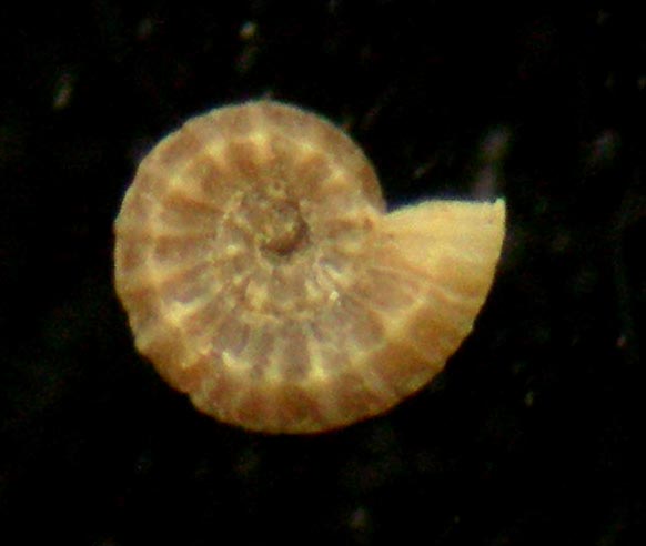 omalogyridae